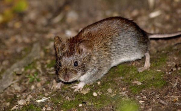 Hoe zich te ontdoen van de muizen in het land: goedkope maar effectieve manier