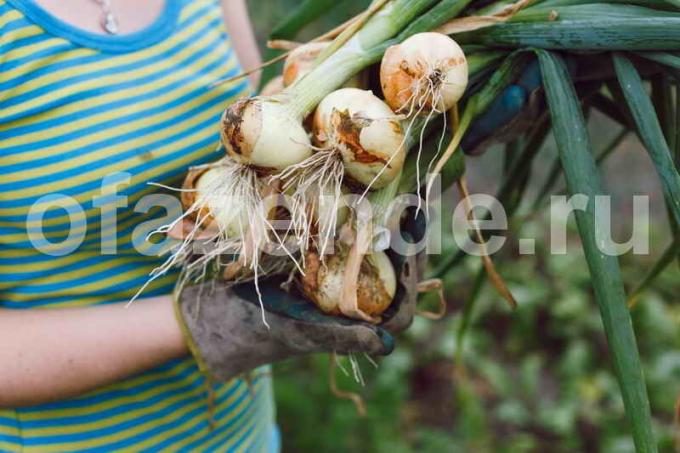 4 Quick Tips: Hoe maak je een grote oogst van uien krijgen
