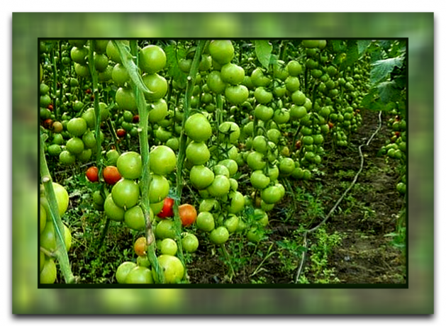 Hoe en waarom de bladeren van tomaten af ​​te breken die je krijgt een grote oogst, en waarom deze methode is zo populair