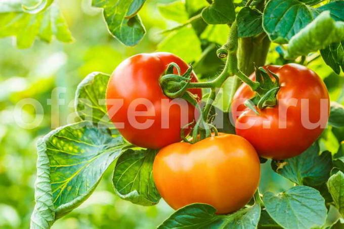 De teelt van tomaten. Illustratie voor een artikel wordt gebruikt voor een standaard licentie © ofazende.ru