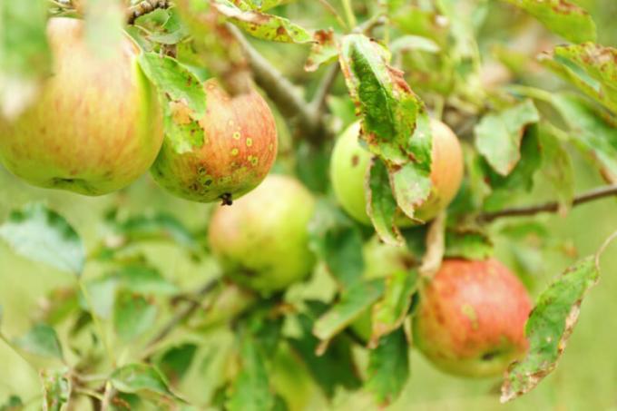 Vaak zijn site-eigenaren geconfronteerd met het feit dat de appel- en perenbomen zijn verdraaid bladeren. Illustratie voor een artikel wordt gebruikt voor een standaard licentie © ofazende.ru