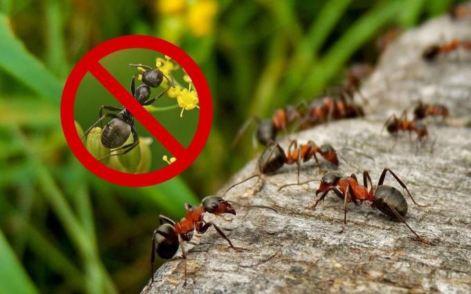 Effectieve middelen (recept), die zal zich te ontdoen van mieren en wespen in hun zomerhuisje