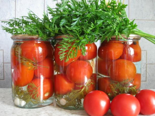 Ingeblikte tomaten met wortel tops hebben een bijzondere smaak. Illustratie voor een artikel wordt gebruikt voor een standaard licentie © ofazende.ru