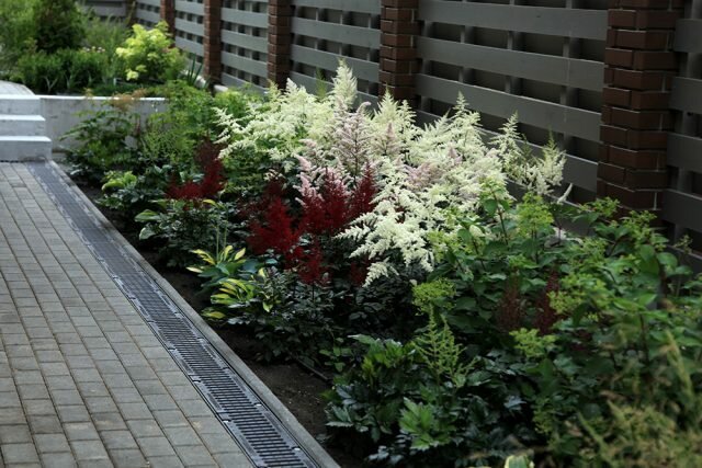 5 beste vaste planten voor het planten van het hek
