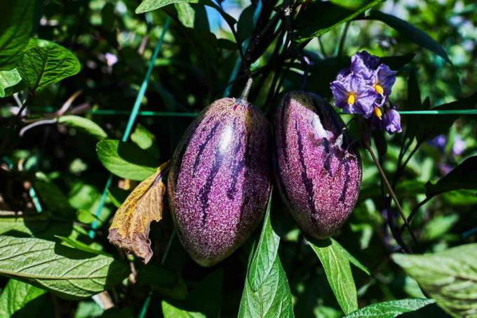Hoe te rijke oogst van aubergines te krijgen?