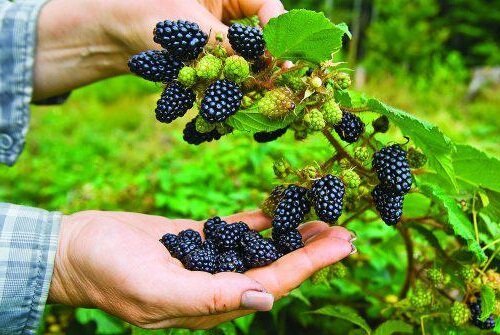 Hoe te planten en de zorg voor een tuin blackberry