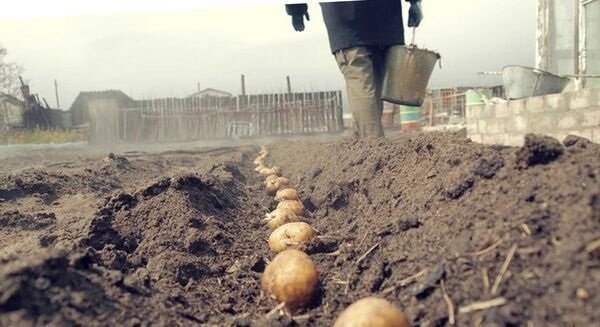 Ongewone manier van het planten aardappelen, waarmee je een goede oogst te krijgen