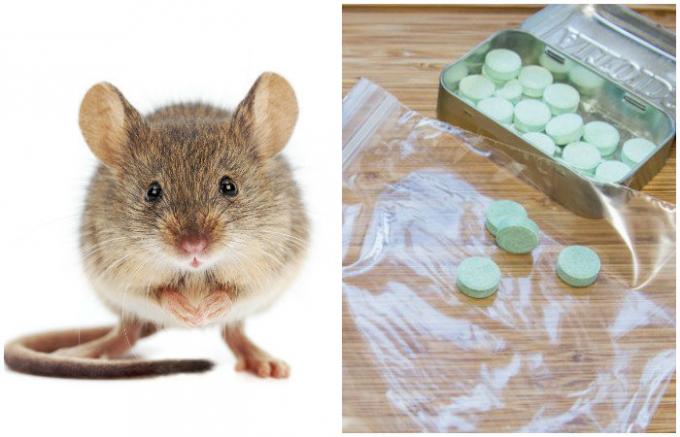  Onverwachte en effectieve manier om zich te ontdoen van muizen in het huis