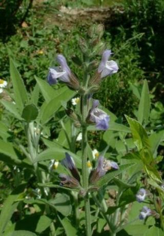 Salvia officinalis