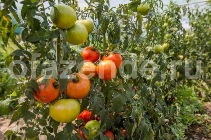 Rijpen tomaten. Illustratie voor een artikel wordt gebruikt voor een standaard licentie © ofazende.ru