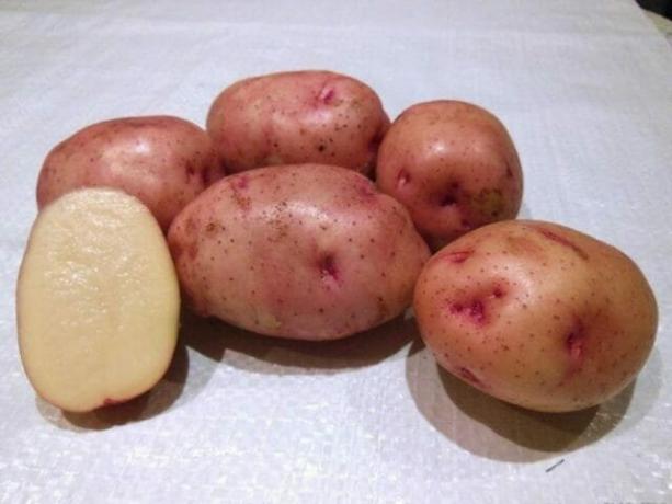 7 best aardappelrassen