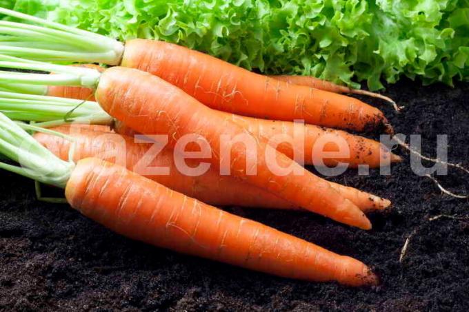 Groeiende wortelen. Illustratie voor een artikel wordt gebruikt voor een standaard licentie © ofazende.ru