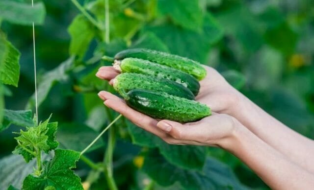 Grow heerlijk komkommer: de geheimen van ervaren tuiniers