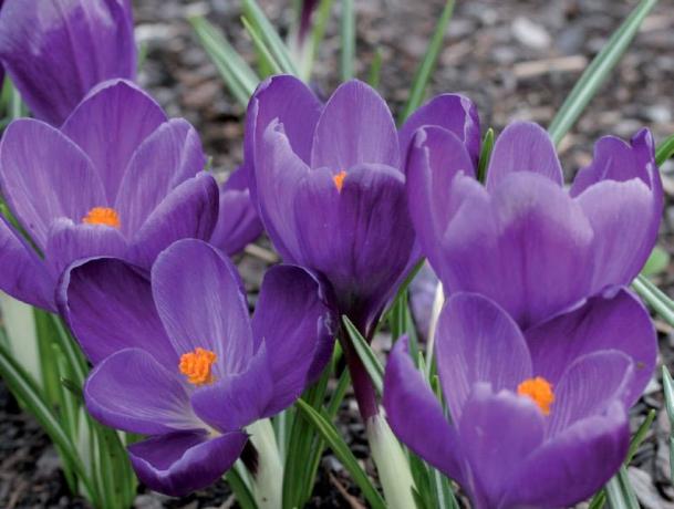 5 bloemen, die niet bang voor de vorst zijn