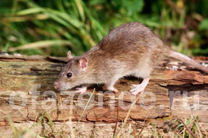 Zich te ontdoen van ratten in de tuin grond: goedkope humane methode