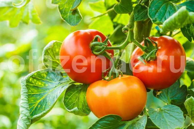 Het kweken van tomaten in de kas (Foto gebruikt onder de standaard licentie © ofazende.ru)