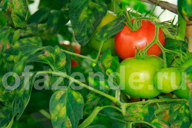 Gele bladeren van tomaat. Illustratie voor een artikel wordt gebruikt voor een standaard licentie © ofazende.ru
