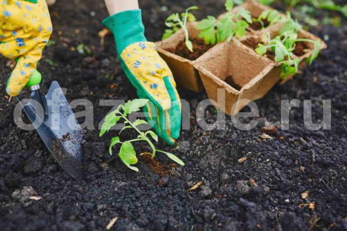 De teelt van tomaten. Illustratie voor een artikel wordt gebruikt voor een standaard licentie © ofazende.ru