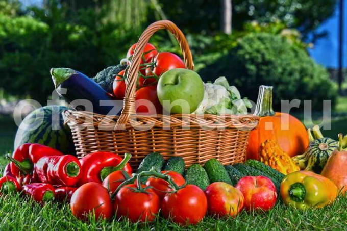 Groenten op salade. Illustratie voor een artikel wordt gebruikt voor een standaard licentie © ofazende.ru