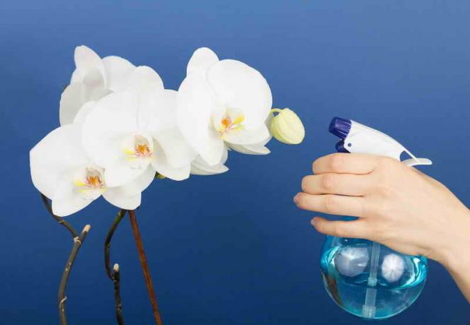Watering orchideeën. Illustratie voor een artikel wordt gebruikt voor een standaard licentie © ofazende.ru