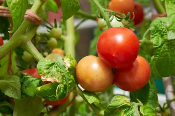 Brown-bruine vlekken op de bladeren van tomaten: wat het is en hoe om te vechten