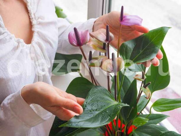 Groeiende kamerplanten. Illustratie voor een artikel wordt gebruikt voor een standaard licentie © ofazende.ru