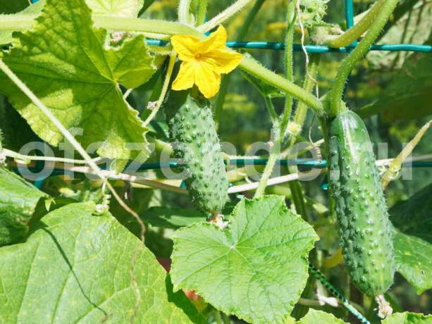 Jodium en groene jodium zal de oogst van komkommers te verhogen en te redden van ziekten