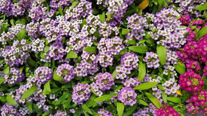 Alyssum (alyssum) berg. Illustratie voor een artikel wordt gebruikt voor een standaard licentie © ofazende.ru