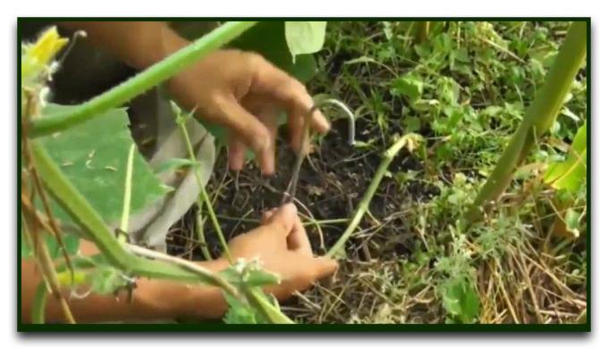 Hoe de vruchtlichamen van komkommers uit te breiden in de volle grond tot de vorst