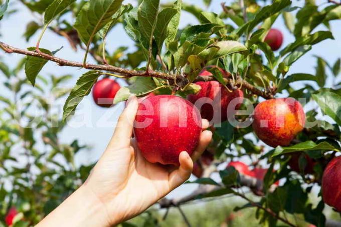 Apple bomen in de tuin. Illustratie voor een artikel wordt gebruikt voor een standaard licentie © ofazende.ru