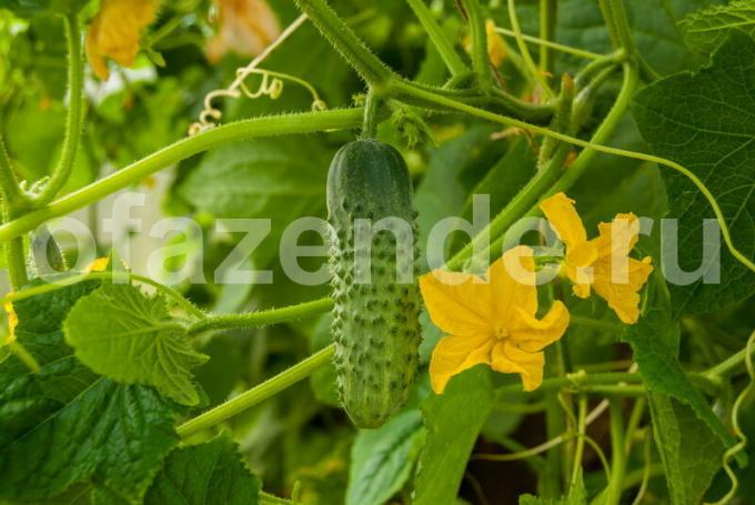 De teelt van komkommers. Illustratie voor een artikel wordt gebruikt voor een standaard licentie © delniesoveti.ru