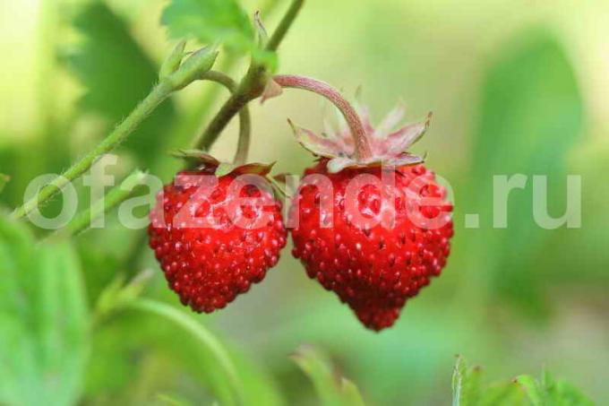 De teelt van aardbeien. Illustratie voor een artikel wordt gebruikt voor een standaard licentie © ofazende.ru