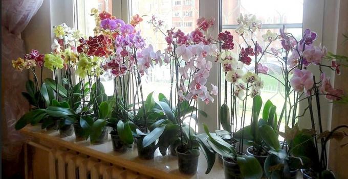 Hoe ik orchidee gered gedoemd te Gibel