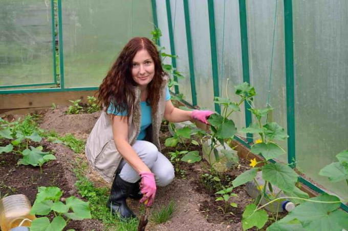 Het planten van komkommers op een werkwijze voor de Wit-Russische Tante