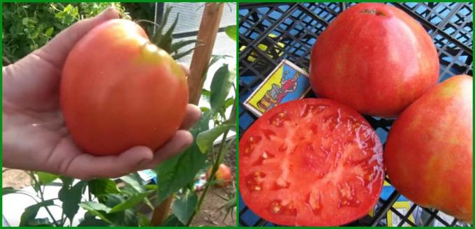 5 Best renderende en productieve rassen van tomaten groeien in de kas en in het open veld voor het jaar 2020