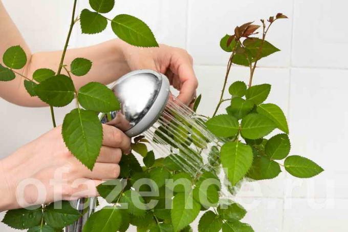 Hoe kunt u uw kamerplanten de bladeren van stof, wassen om gleaming?
