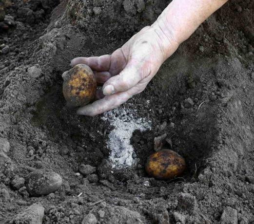 Toevoeging van as wanneer het poten van aardappelen. Illustratie voor een artikel wordt gebruikt voor een standaard licentie © ofazende.ru