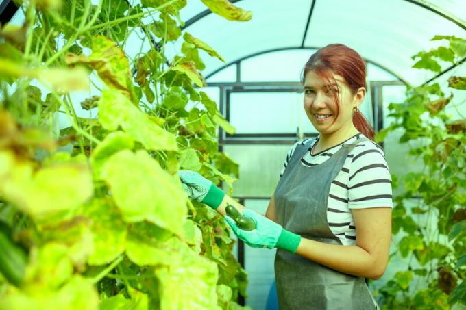 Wat voor soort komkommer planten komend voorjaar