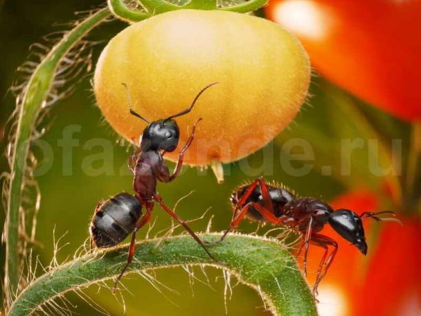 Het wegwerken van mieren. Illustratie voor een artikel wordt gebruikt voor een standaard licentie © ofazende.ru
