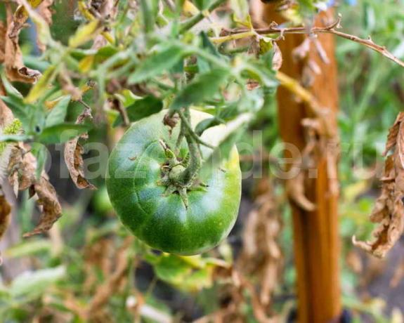 De teelt van tomaten. Illustratie voor een artikel wordt gebruikt voor een standaard licentie © ofazende.r