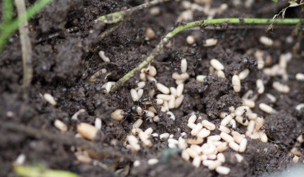 Per ongeluk opgegraven in de tuin mier: wat te doen om niet weg te lopen plagen