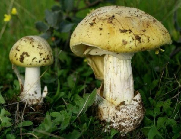 10 soorten van de giftige paddestoelen die het best worden achtergelaten in het bos