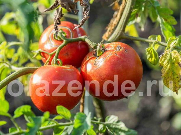 Tomaten kraken. Illustratie voor een artikel wordt gebruikt voor een standaard licentie © ofazende.ru