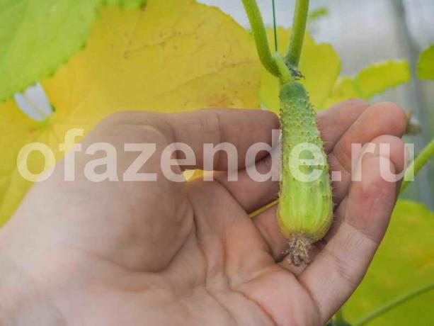  De teelt van komkommers. Illustratie voor een artikel wordt gebruikt voor een standaard licentie © ofazende.ru