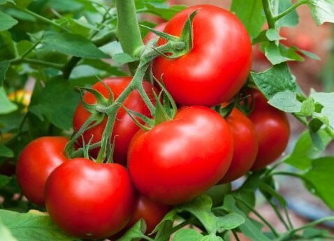 Effectieve manieren om hulp te groeien zoete tomaten