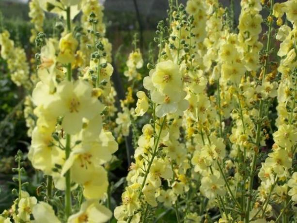 Cultivar met heldere gele bloemen