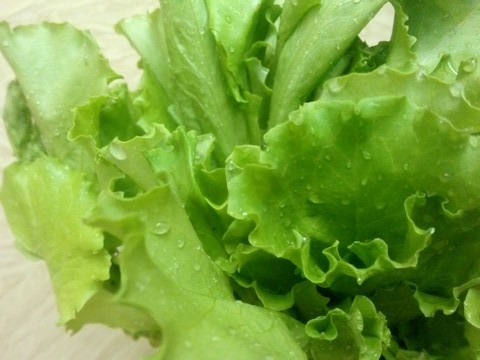 Voordat u de salade in de koelkast bewaart, moet u ervoor zorgen dat zelfs de kleinste druppel water er niet op blijft staan.