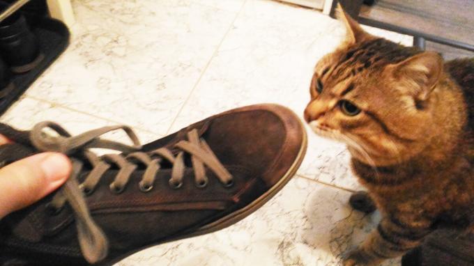 Aanvaarding van schoenen mijn kat.