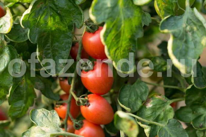 Het kweken van tomaten in de kas. Illustratie voor een artikel wordt gebruikt voor een standaard licentie © ofazende.ru