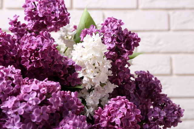 Lilac aantrekt en lekkernijen (Foto gebruikt onder de standaard licentie © ofazende.ru)